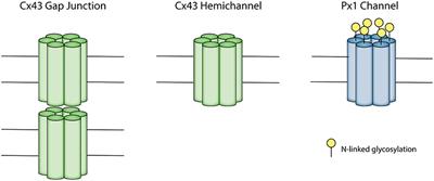 The Role of Connexin and Pannexin Channels in Perinatal Brain Injury and Inflammation